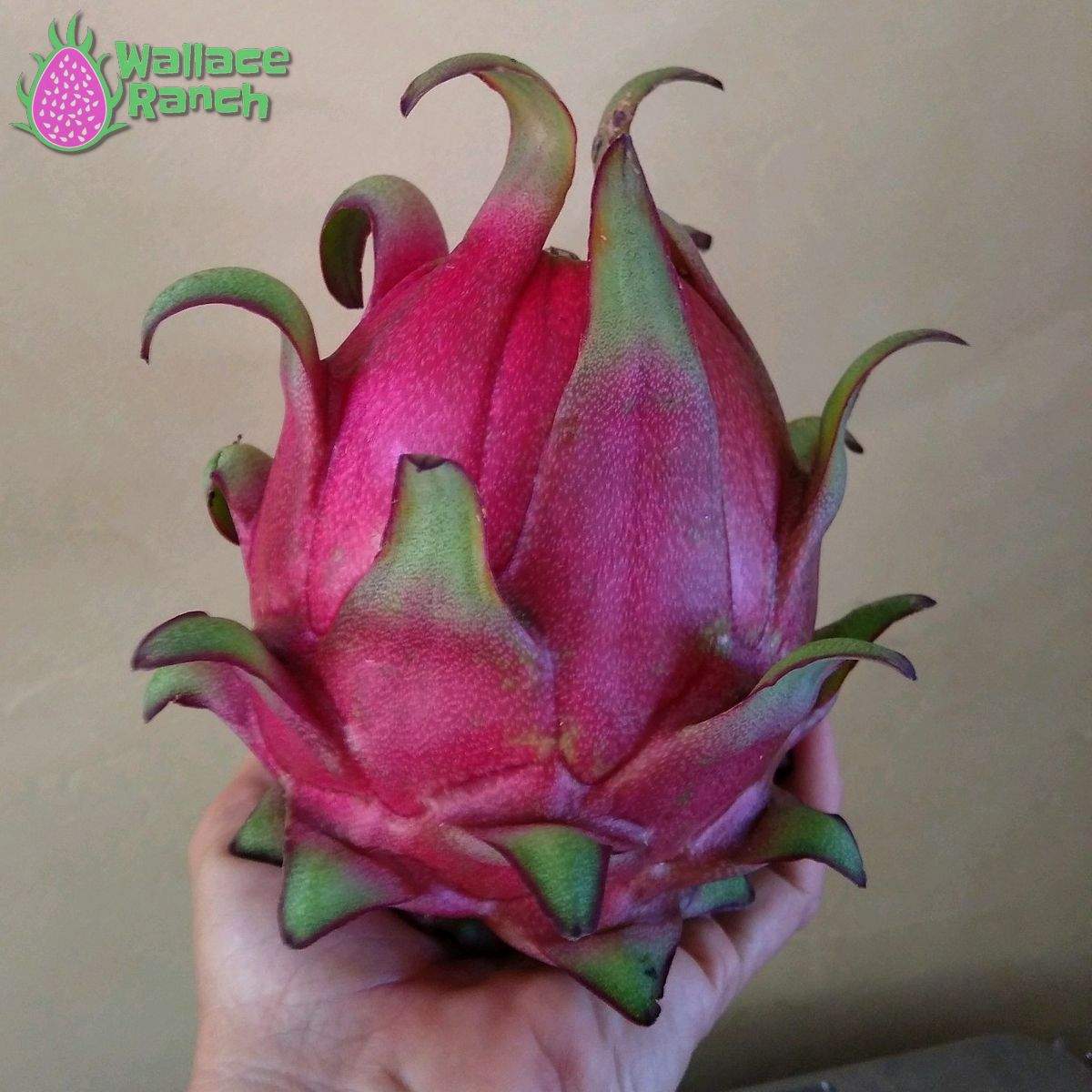 Orejona Dragonfruit (2)