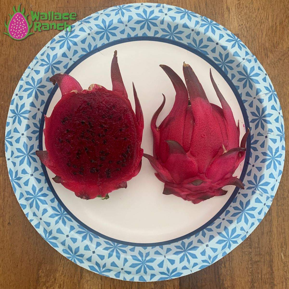 Orejona Dragonfruit (1)