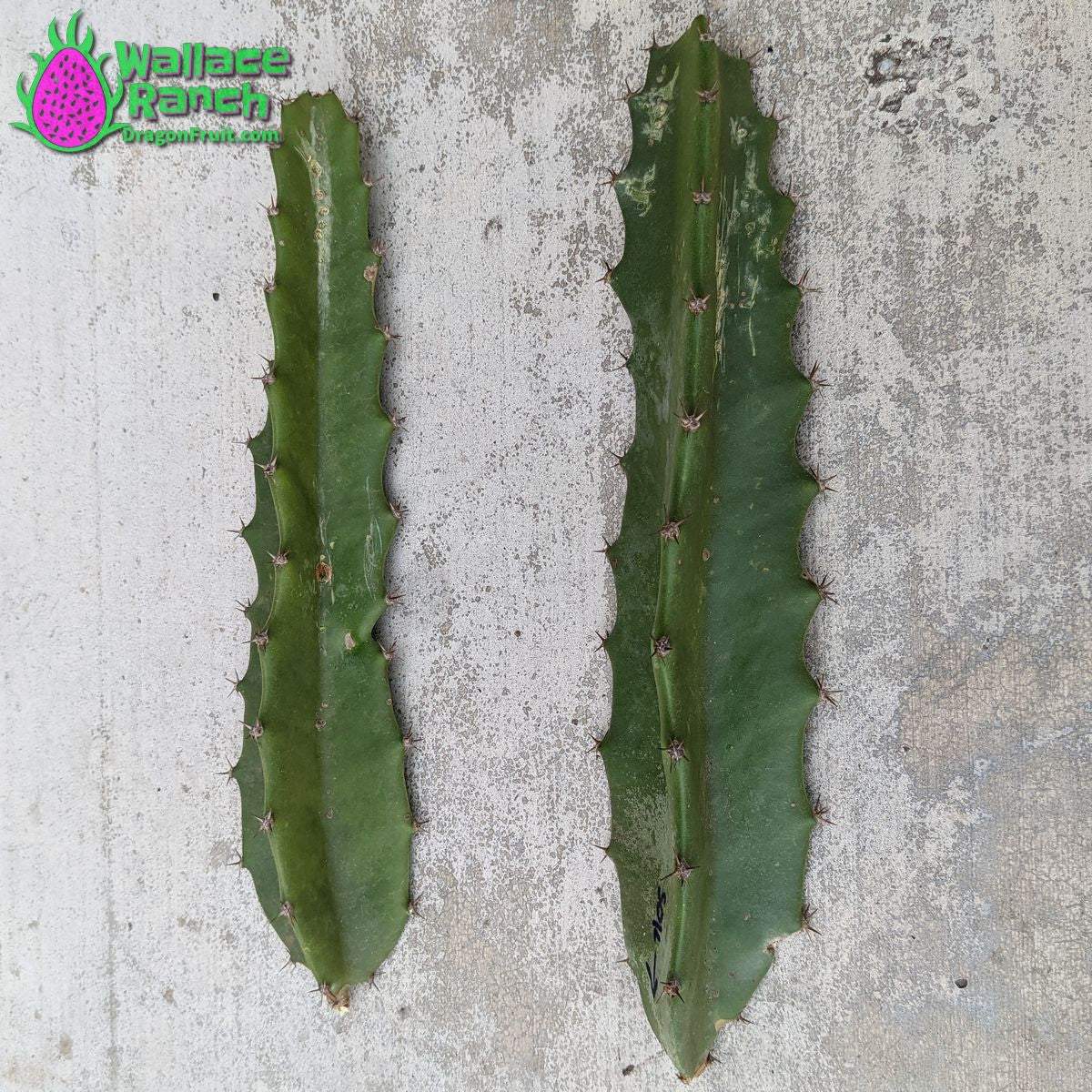 Orejona Dragonfruit (5)