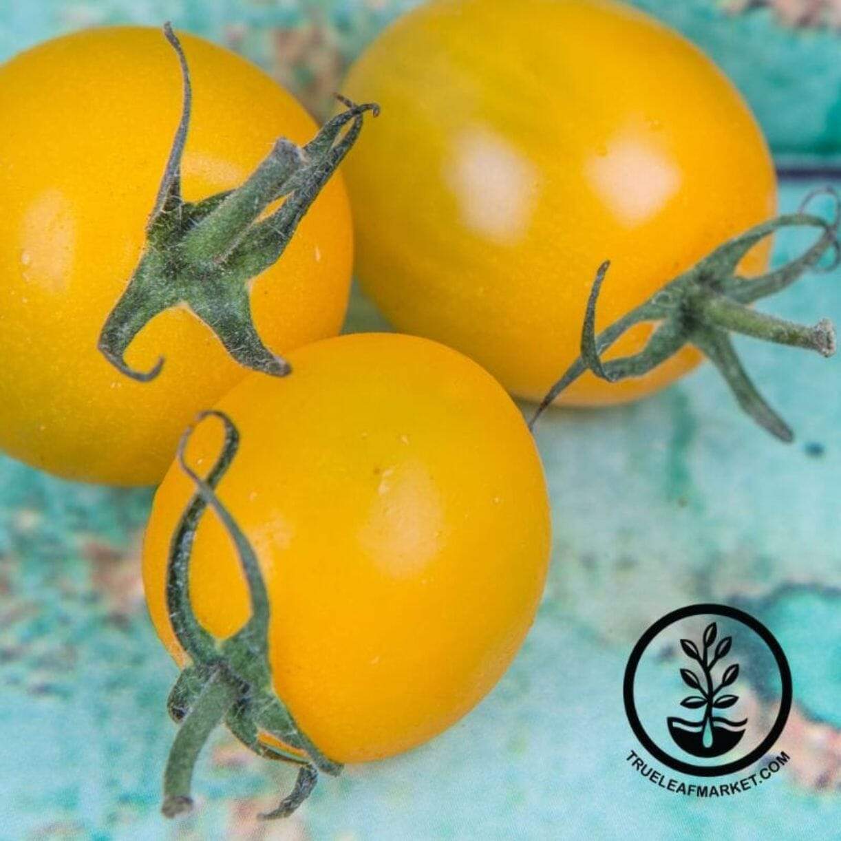 Sunsugar Tomato