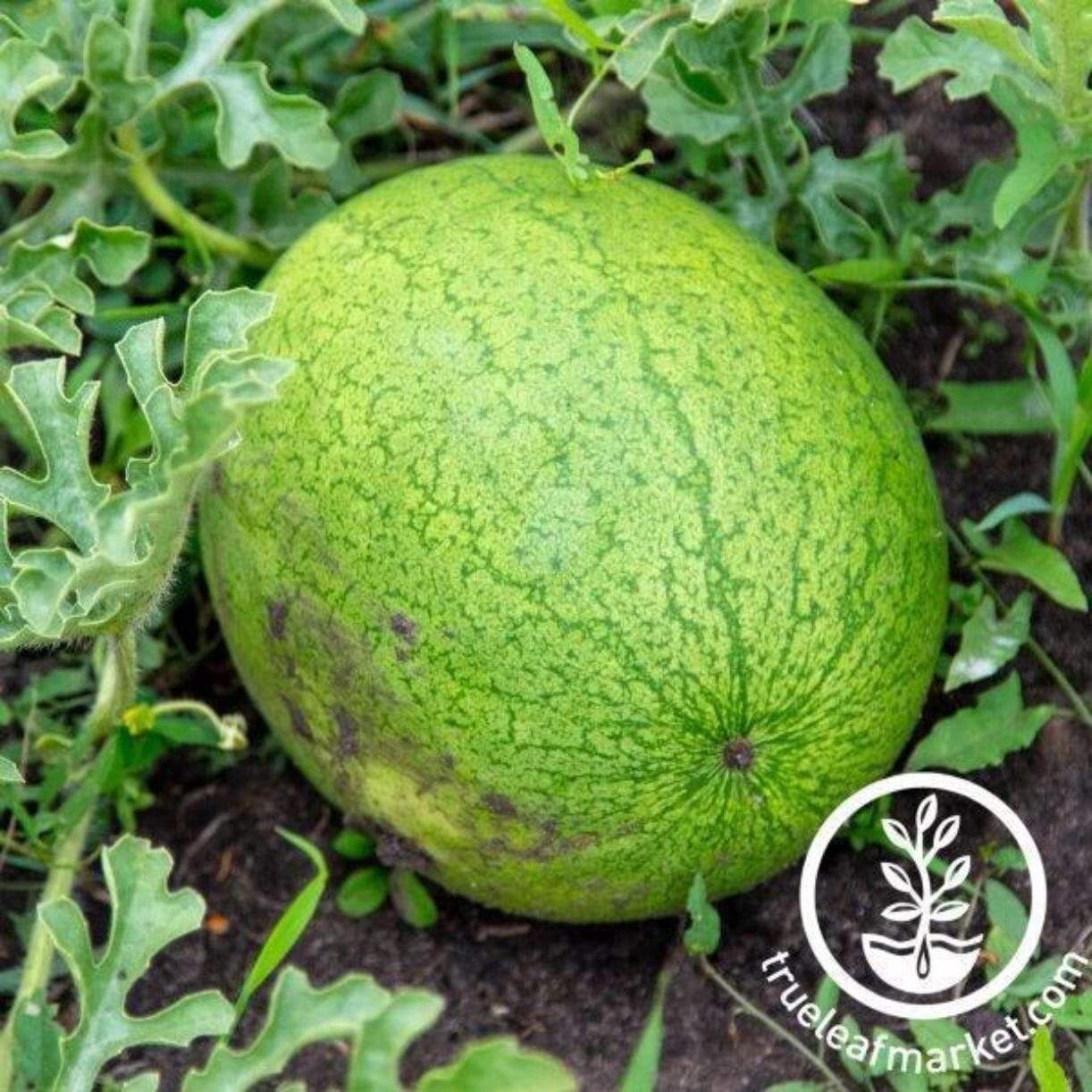 Greybelle Watermelon