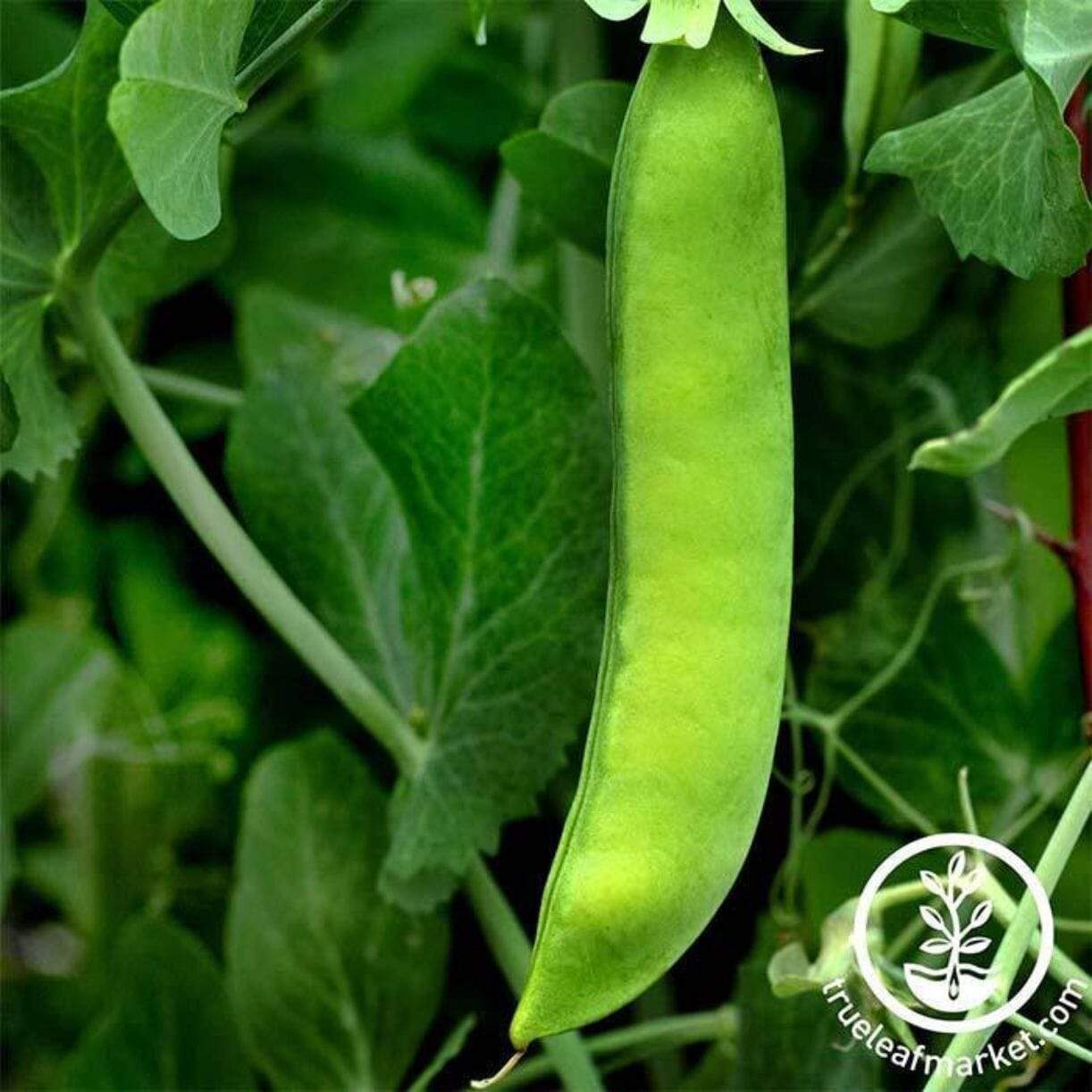 Early Frosty Pea