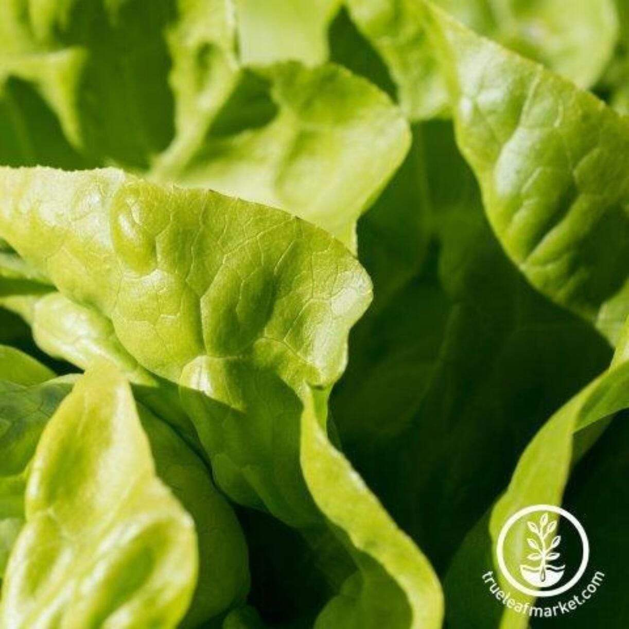 White Boston Lettuce