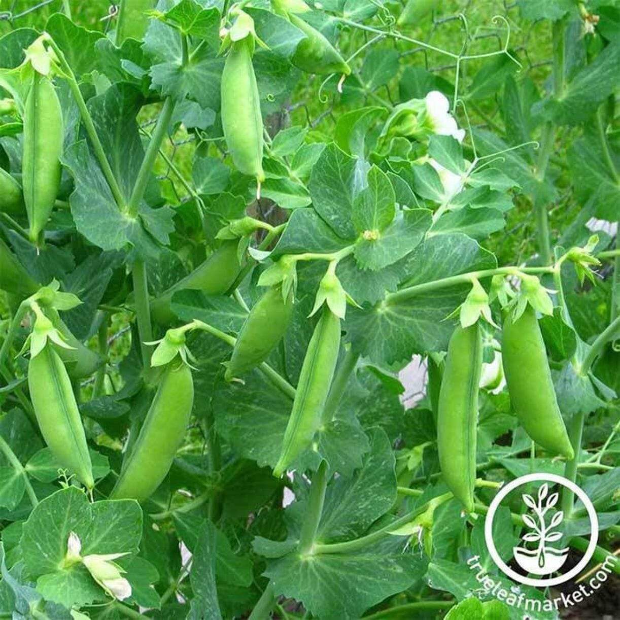 Progress No. 9 Pea