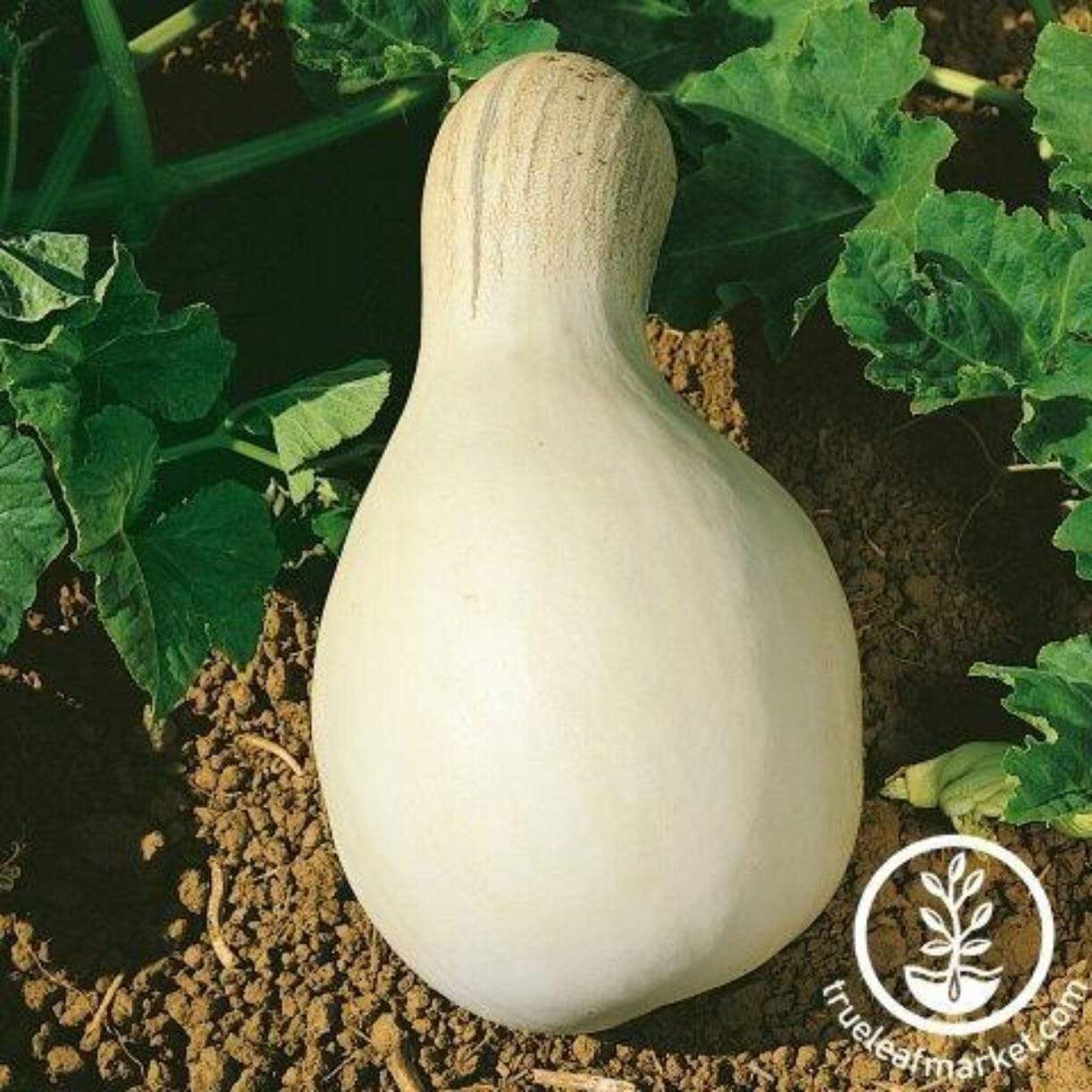 Cushaw White Squash