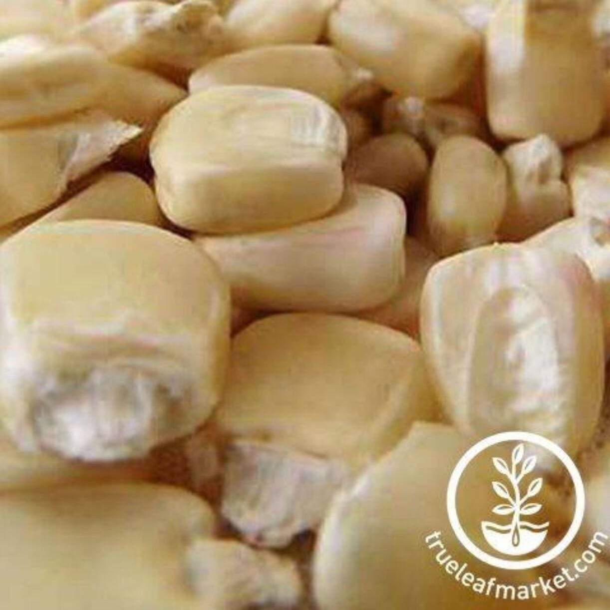 Boone County White Corn