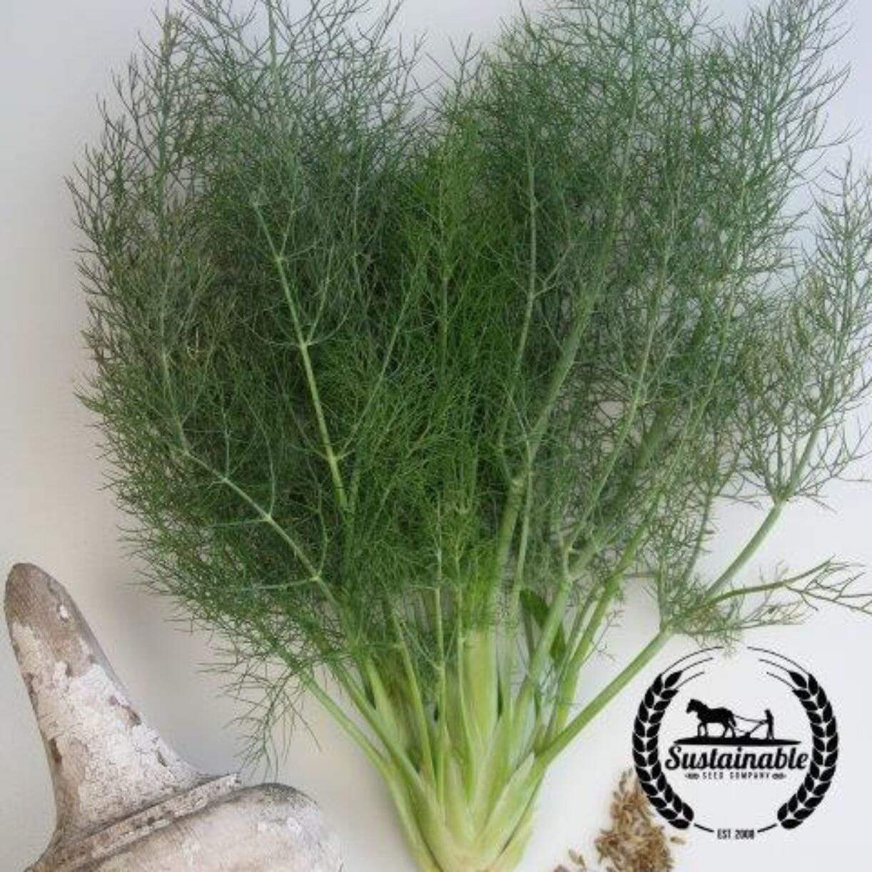 Fennel