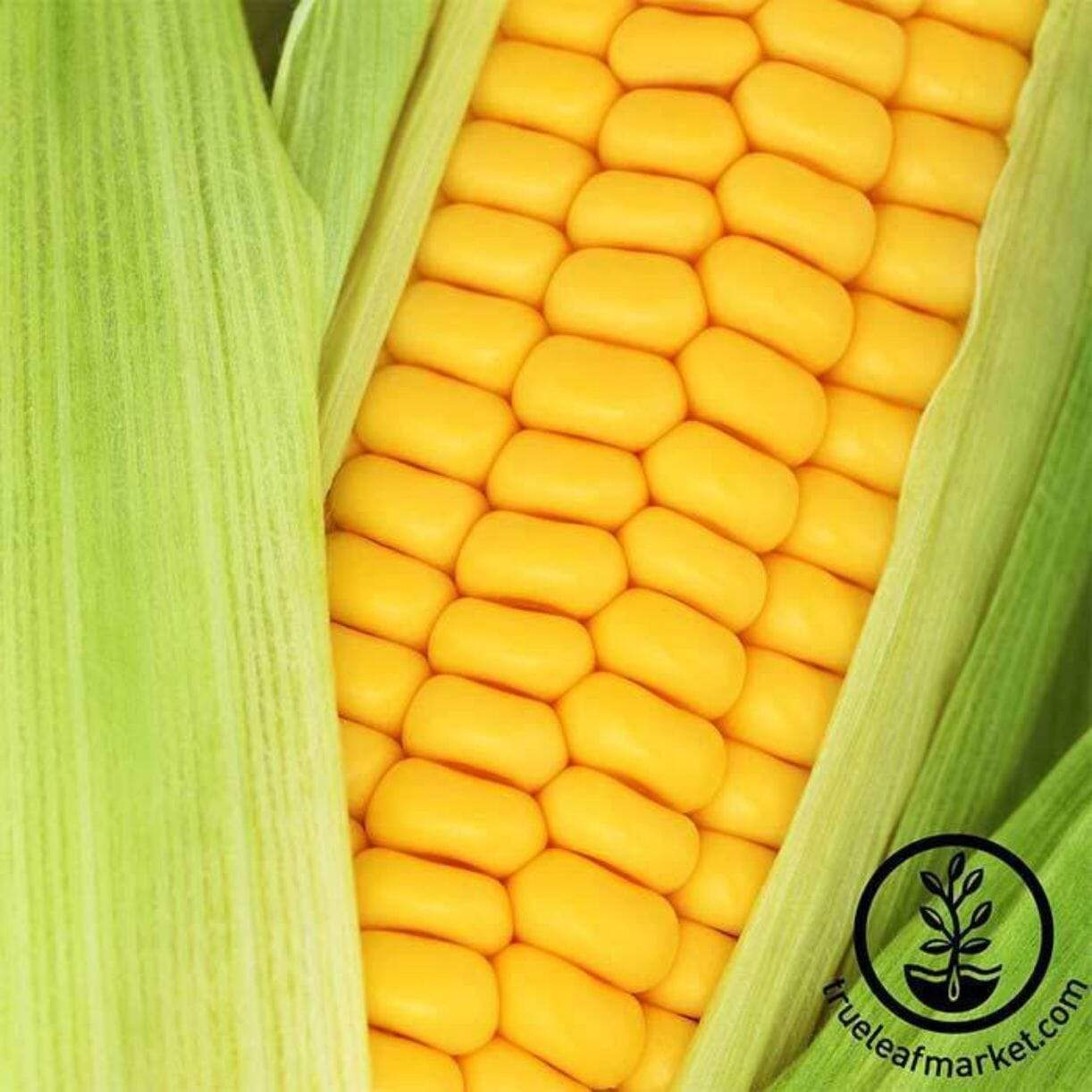 Golden Bantam 12 Corn