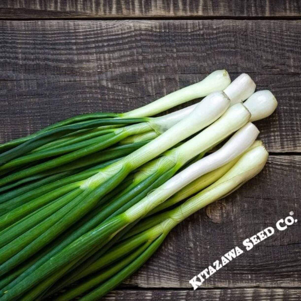 Tokyo Long White Onion