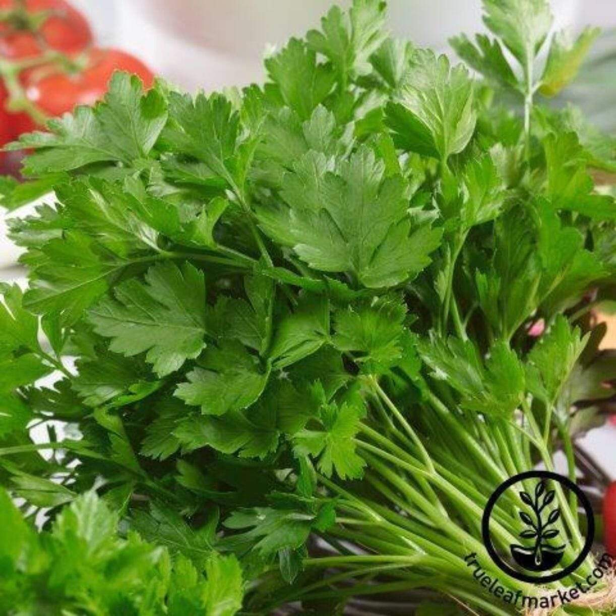 Italian Giant Parsley