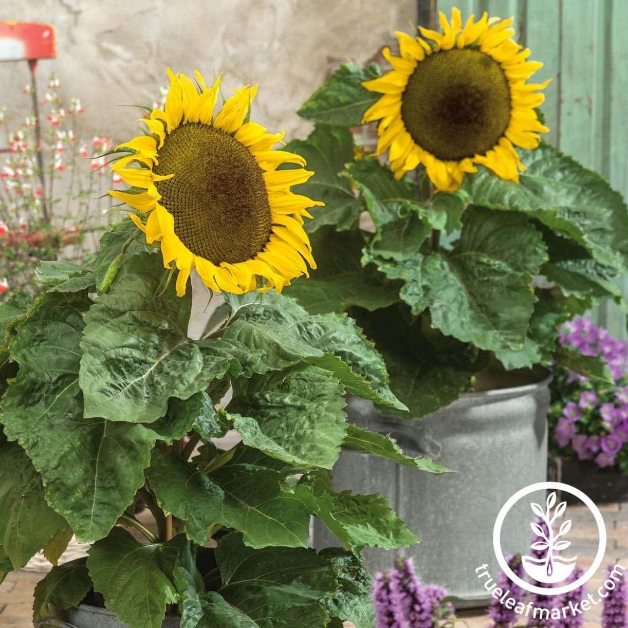 Balcony Beauty Sunflower