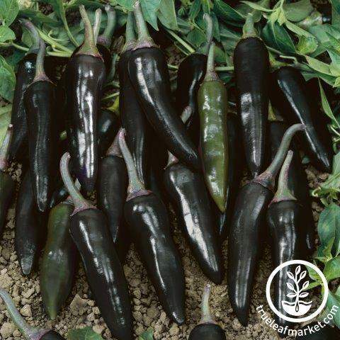 Serrano Purple Pepper