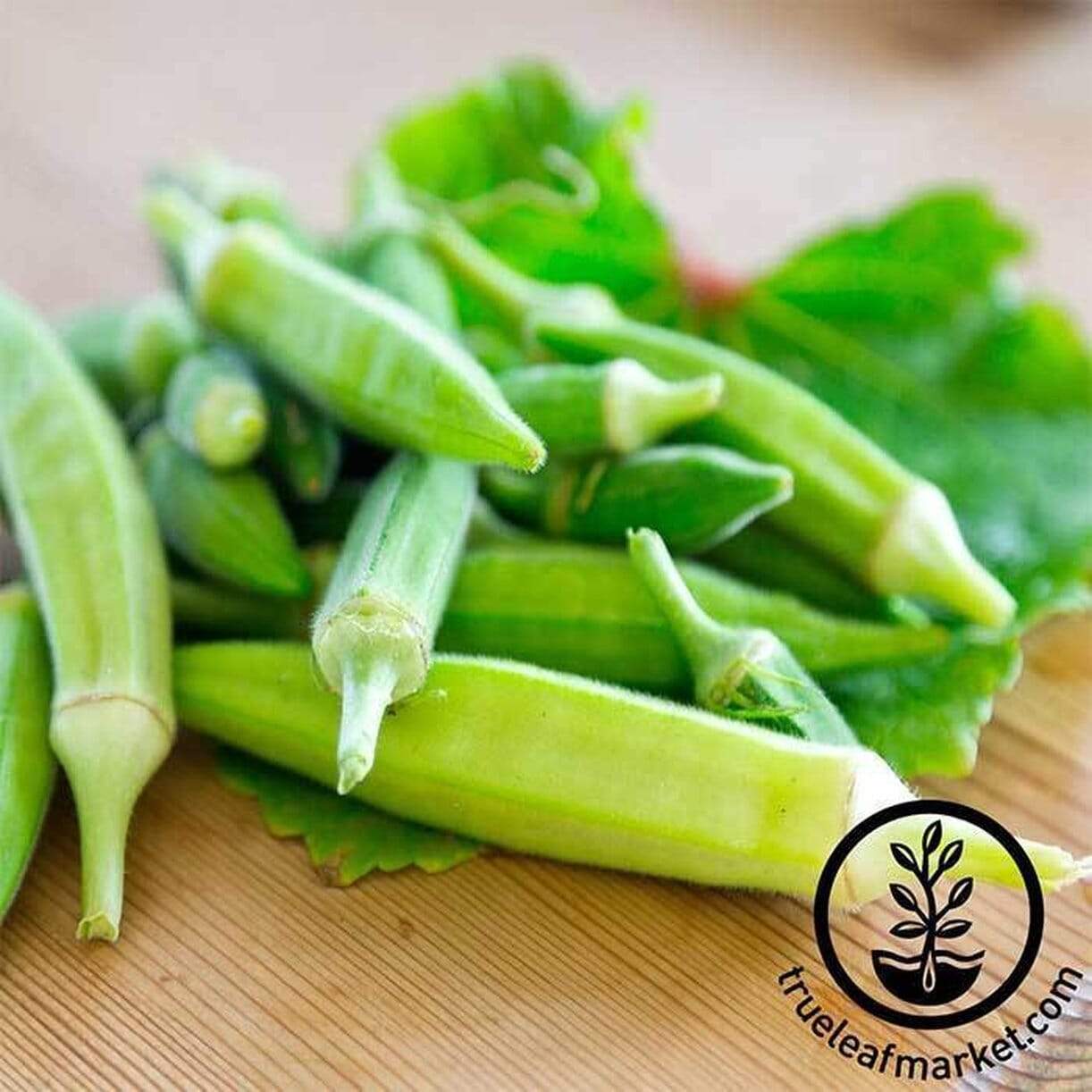 Blondy Okra