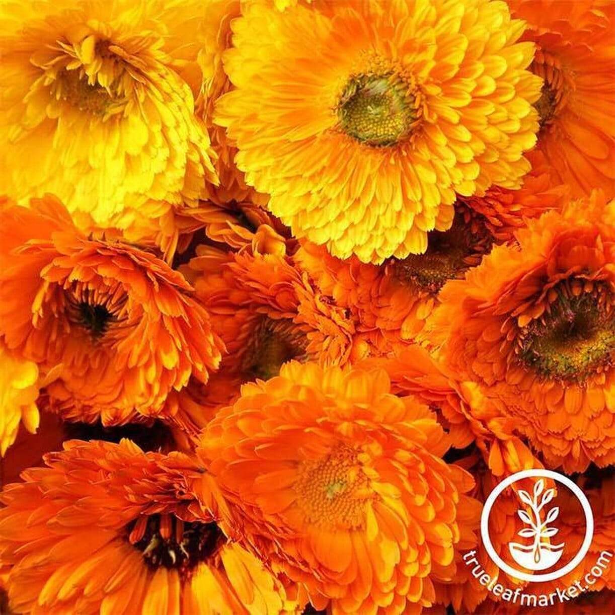 Pacific Beauty Mixture Calendula