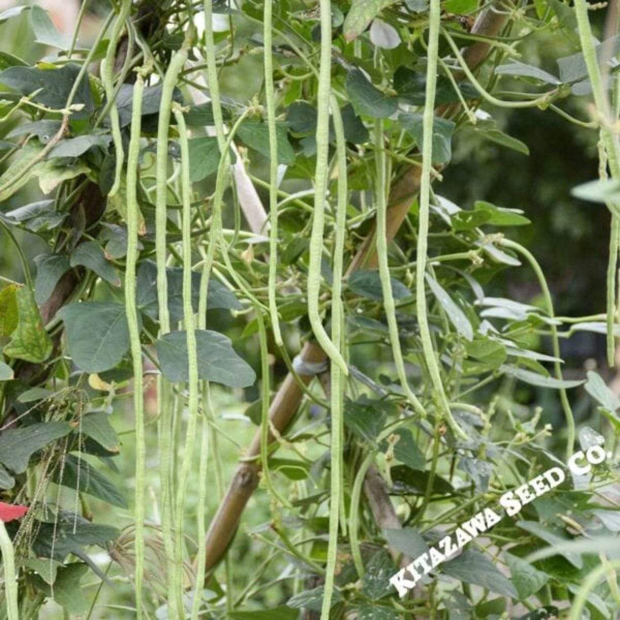 Oriental Yard Long Bean