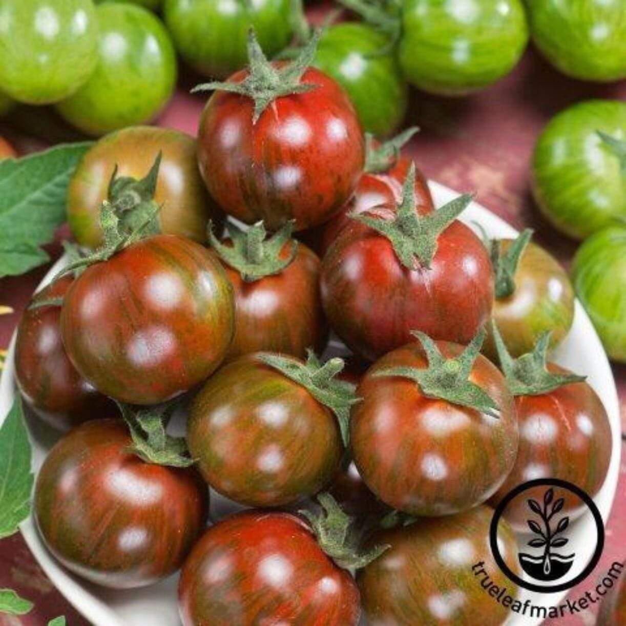Gum Drop Brown Tomato