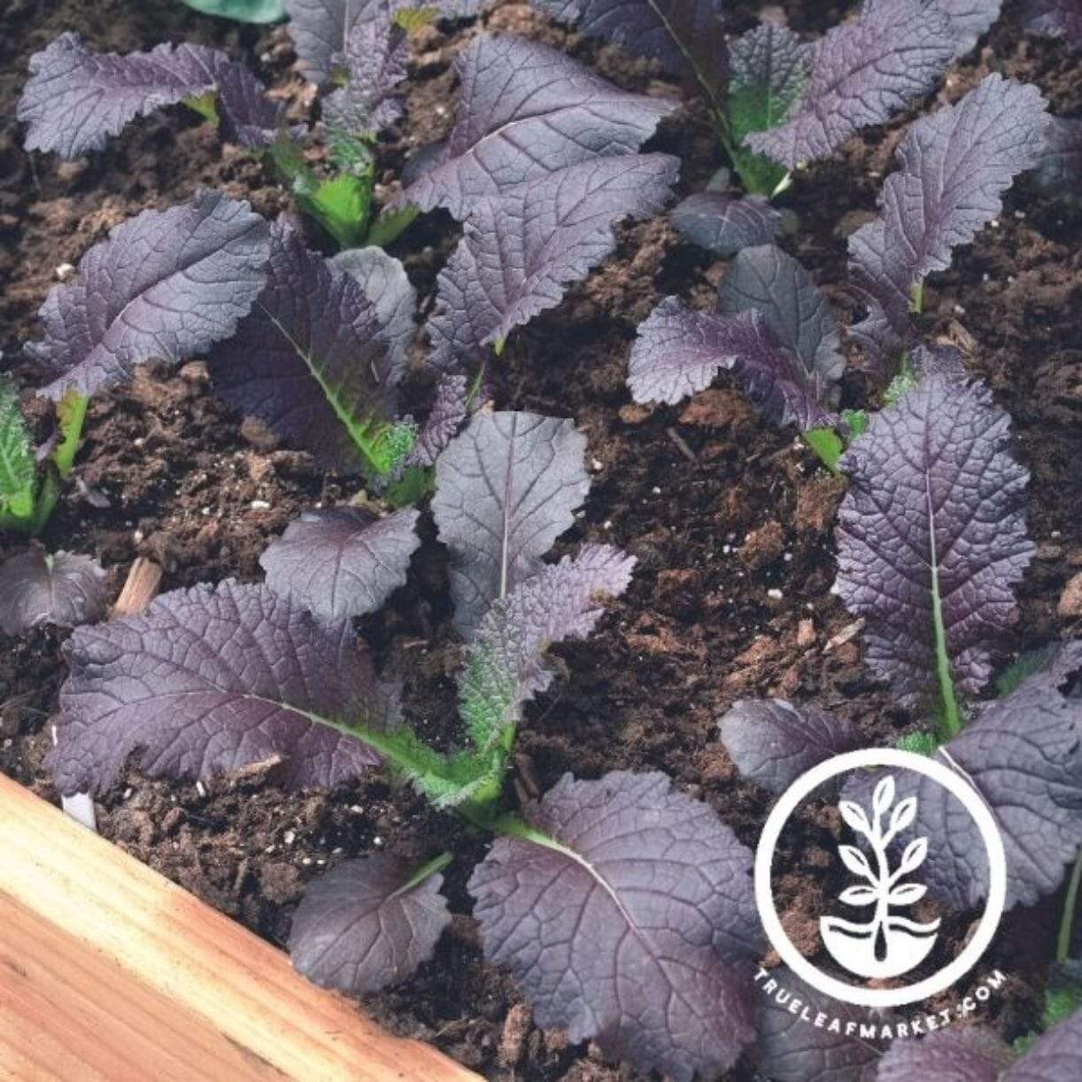 Red Garnet Mustard