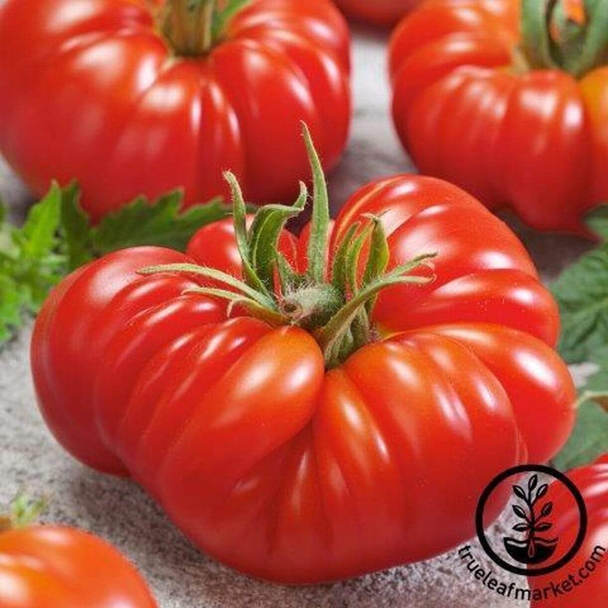 Zapotec Oaxacan Ribbed Tomato
