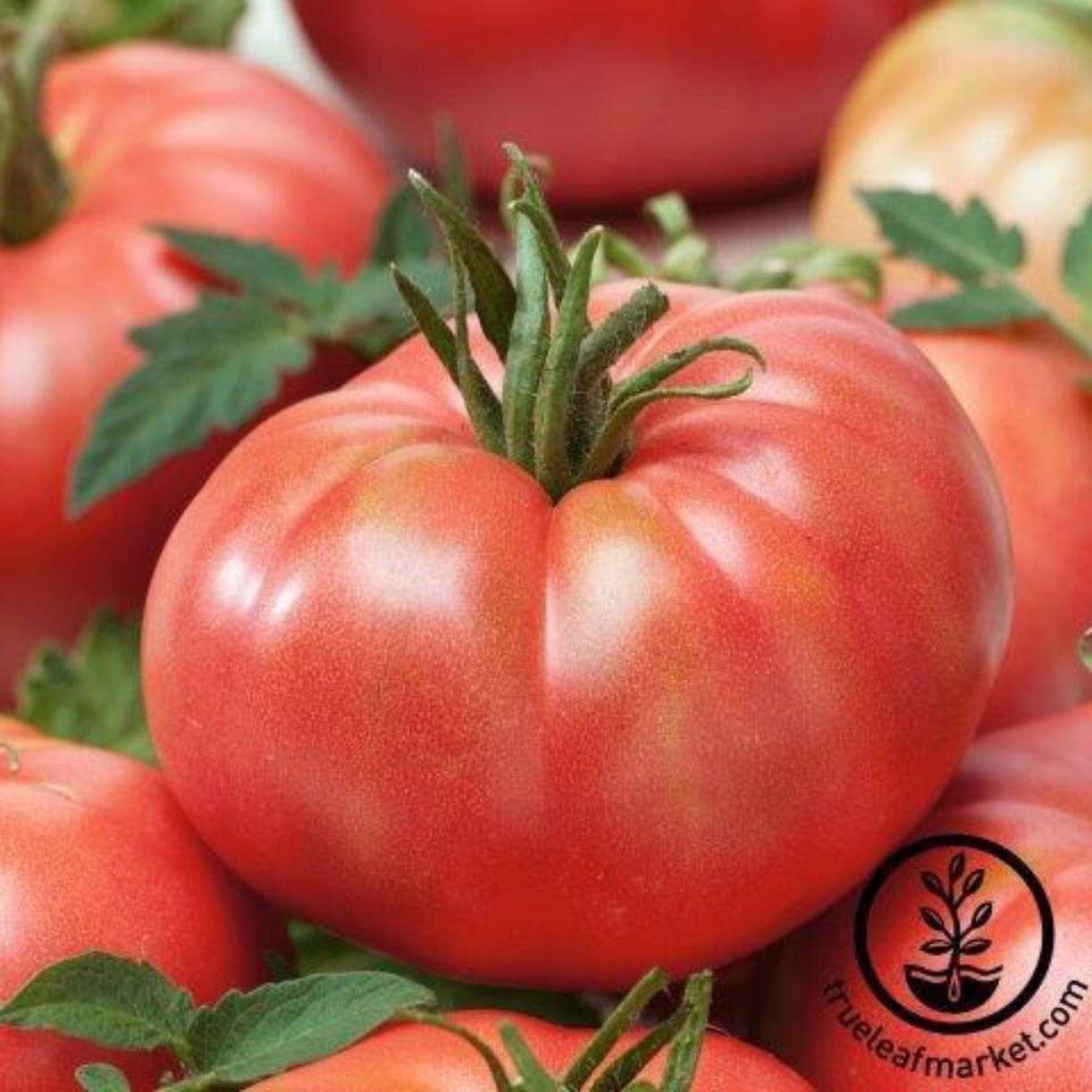 Tastemaster Improved Tomato