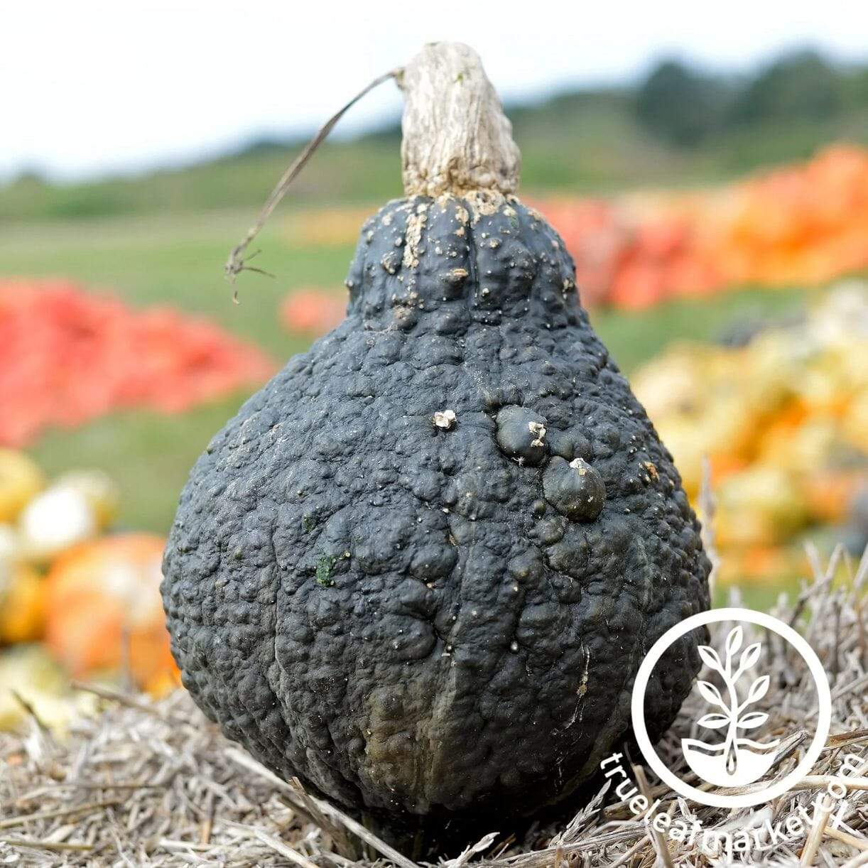 Hubbard Chicago Warted Squash