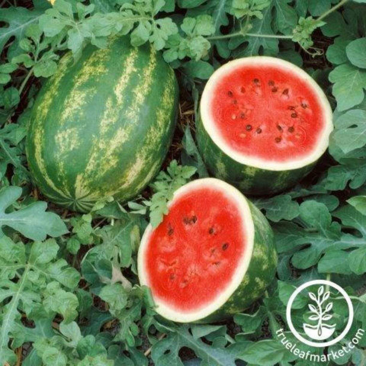 Grandeur Watermelon