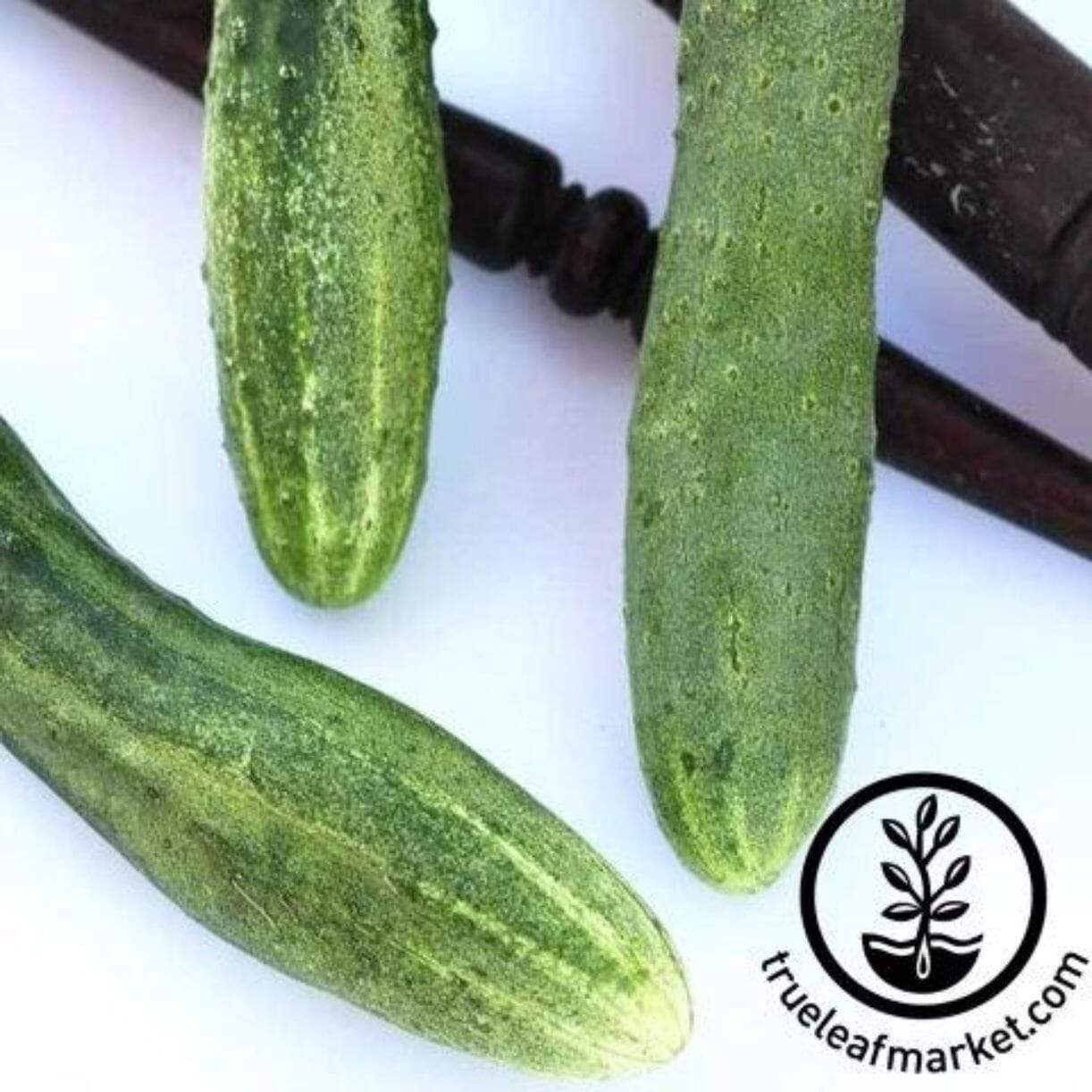 English Telegraph Cucumber