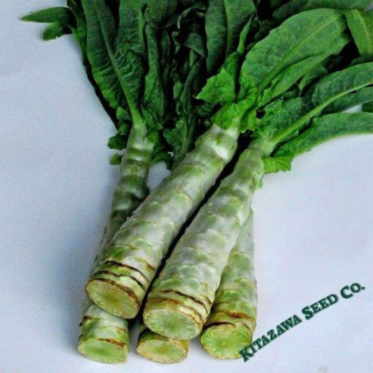Summer 38 Celtuce Lettuce