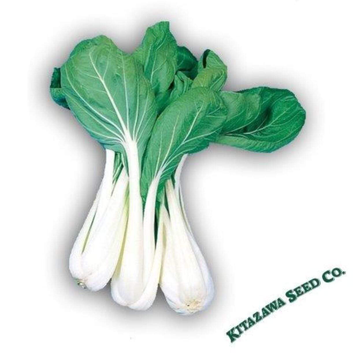 Taisai Cabbage