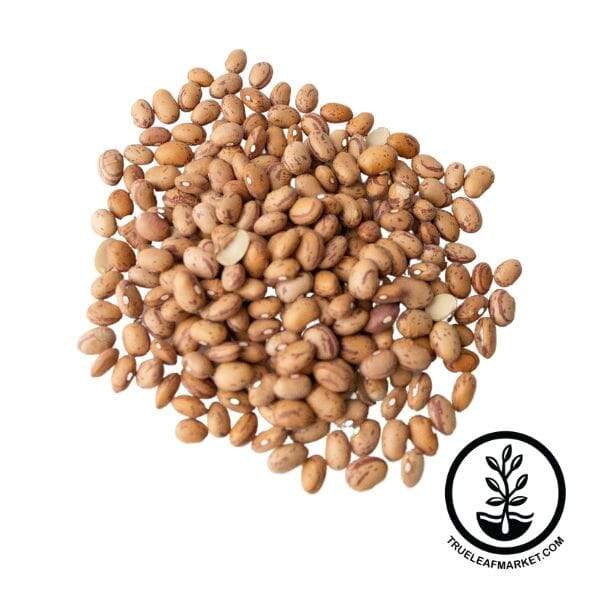 Taylor Dwarf Horticulture Bean