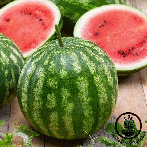 Cal Sweet Bush Watermelon