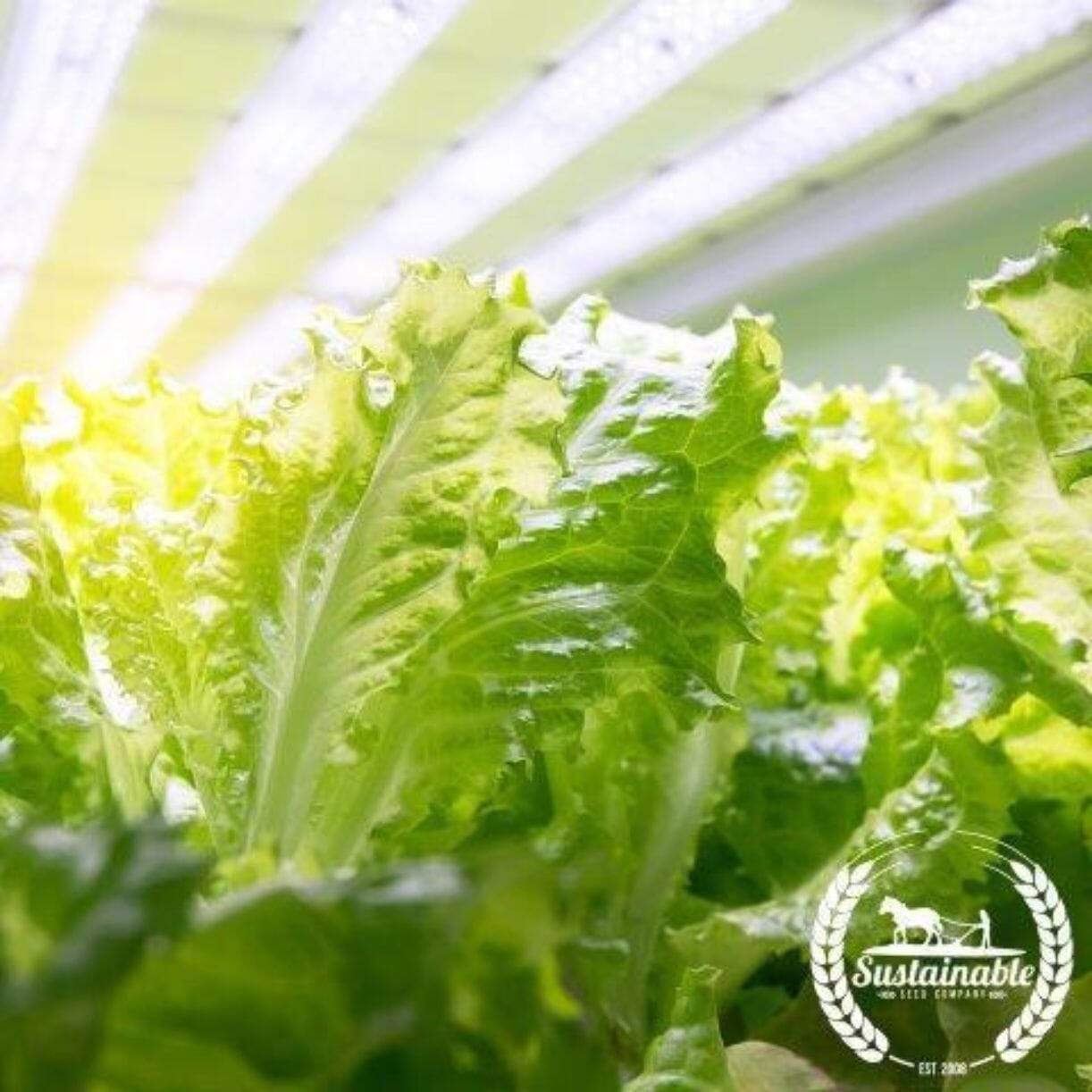 Lettuce