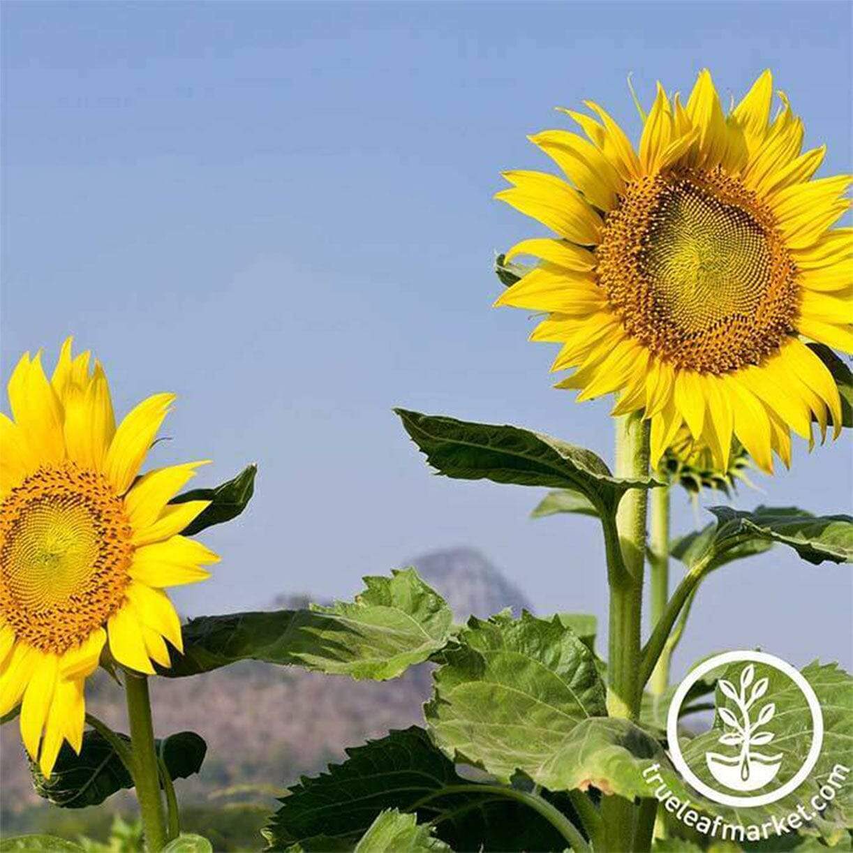 Mammoth Grey Stripe Sunflower