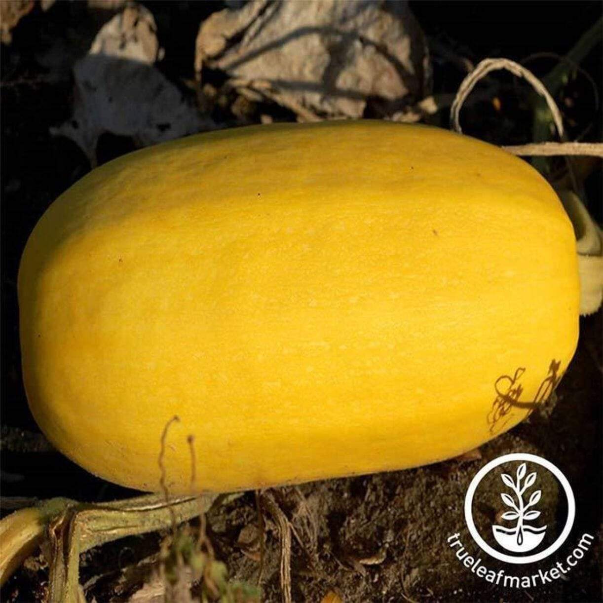 Vegetable Spaghetti Squash