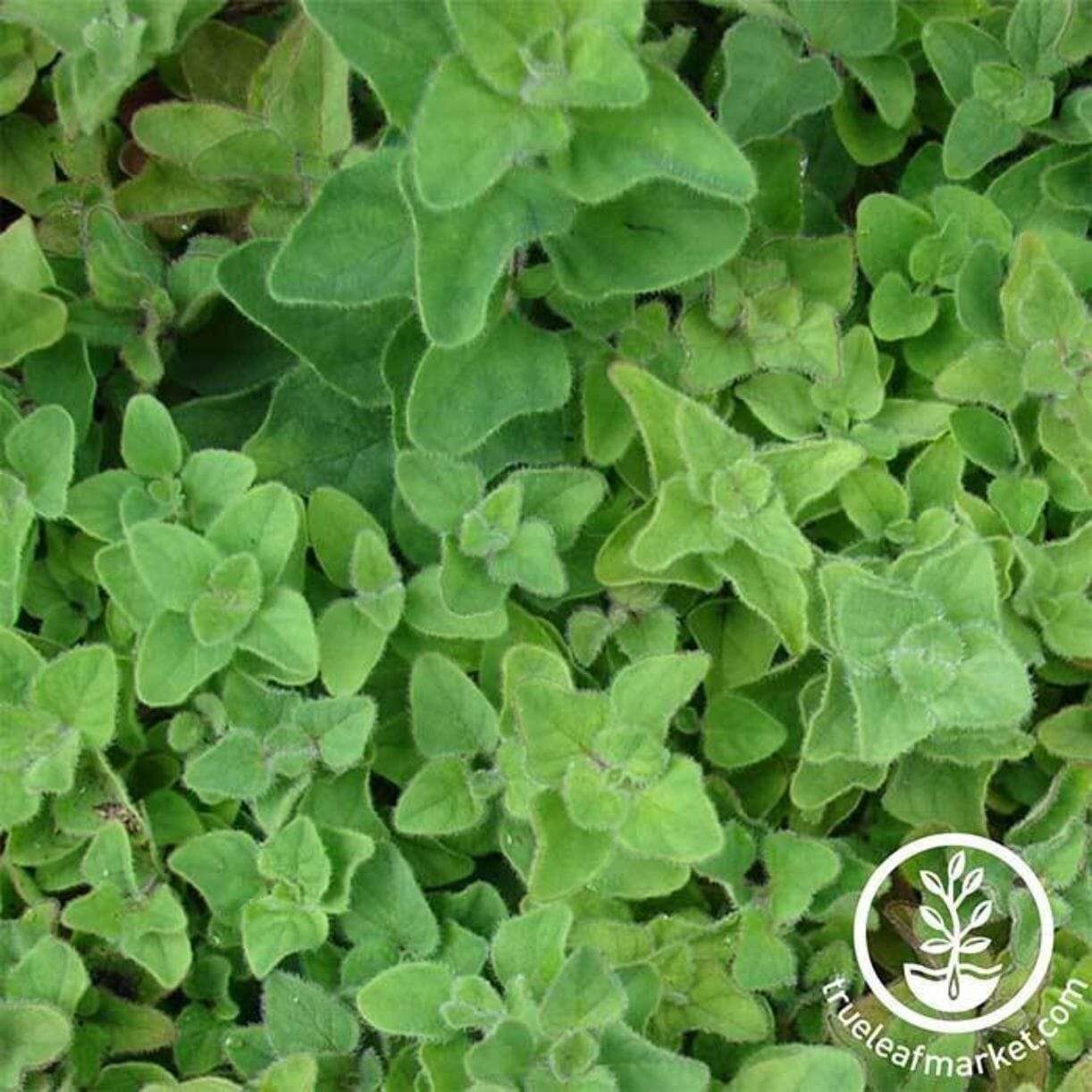 Greek Oregano