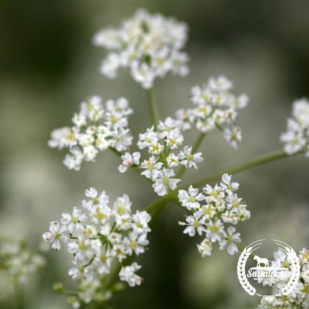 Caraway Thyme