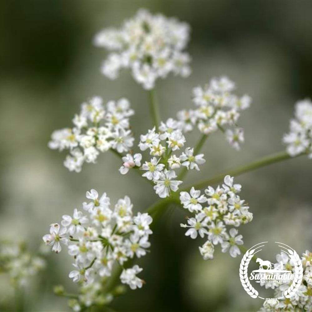 Caraway Thyme