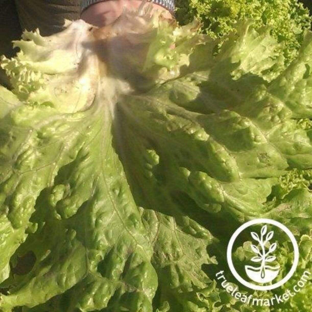New York 12 Lettuce