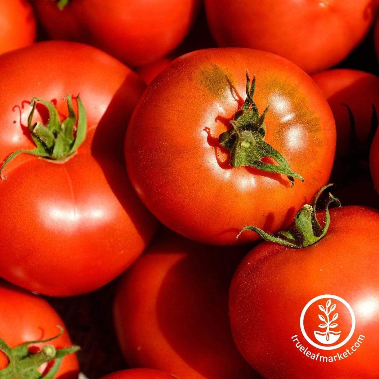 Cal Ace Vf Tomato