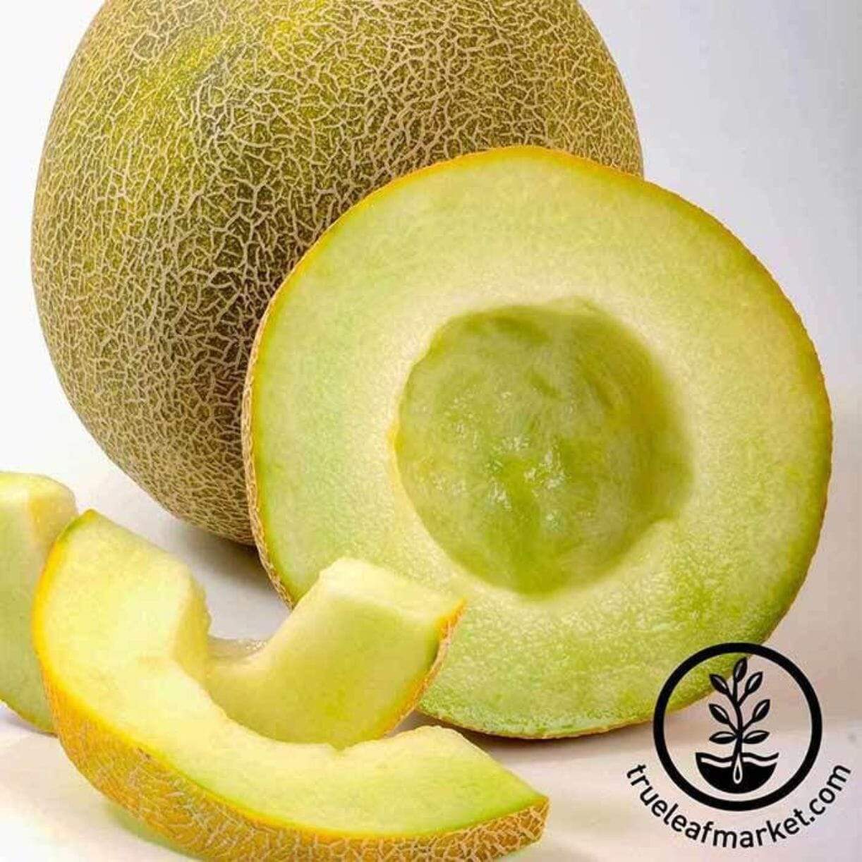 Gallo Melon
