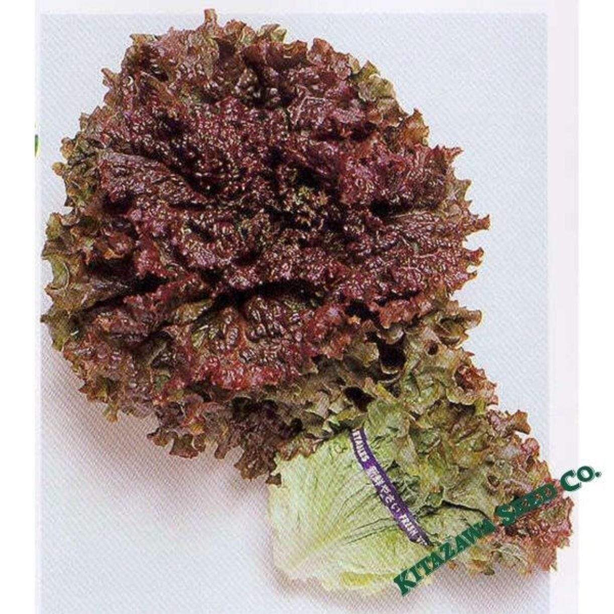 New Red Fire Lettuce