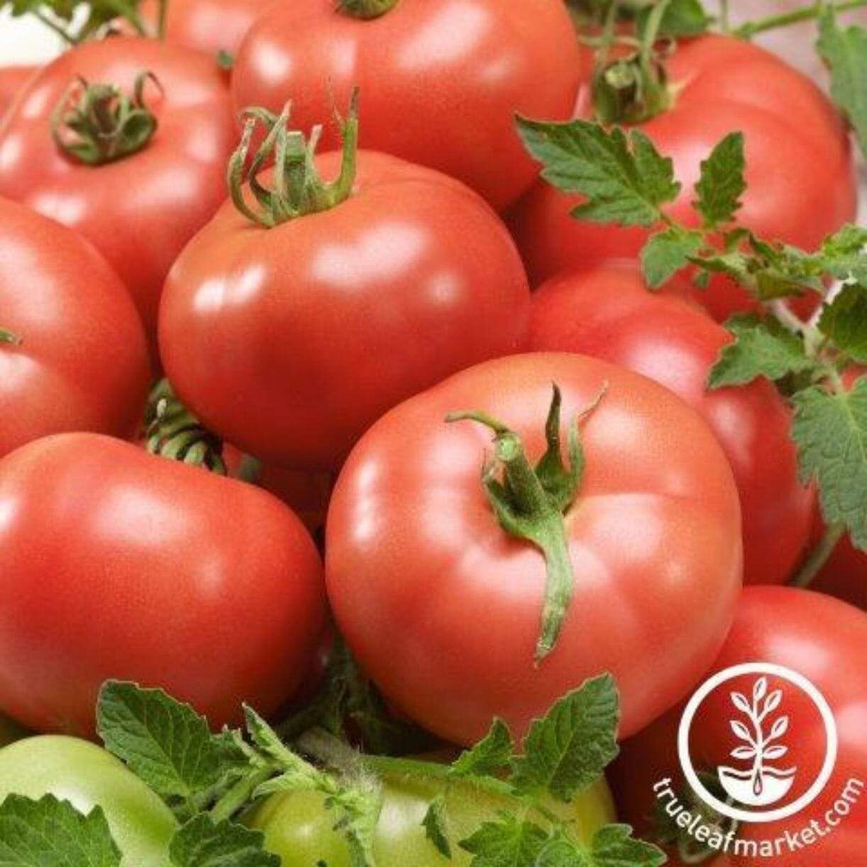 Mamie Brown's Tomato