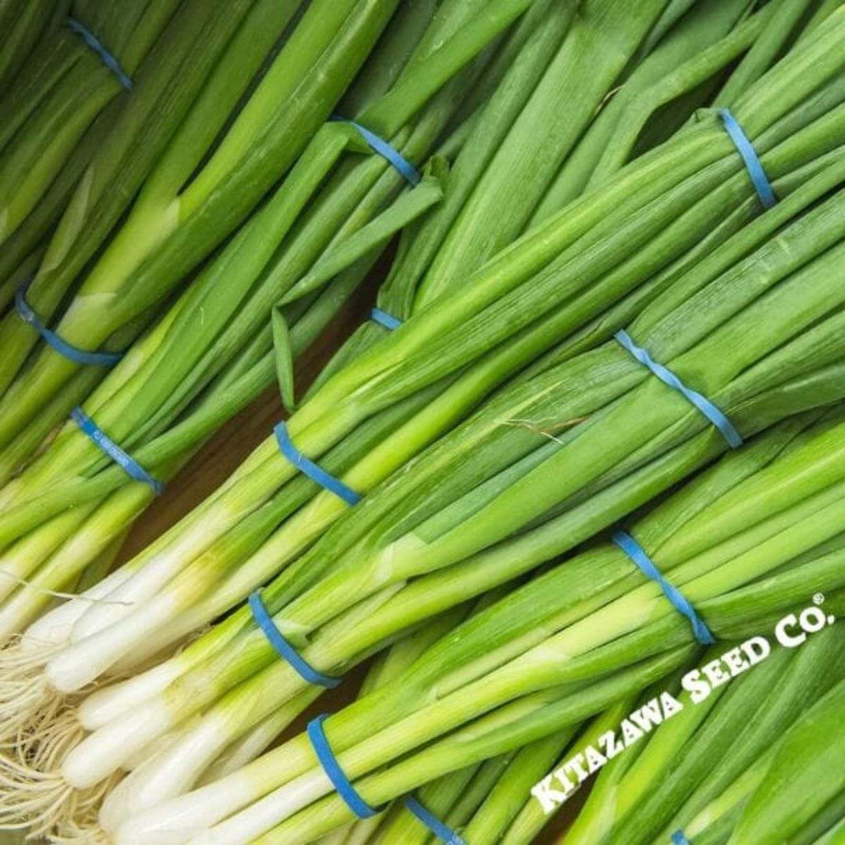 Evergreen White Nebuka Onion