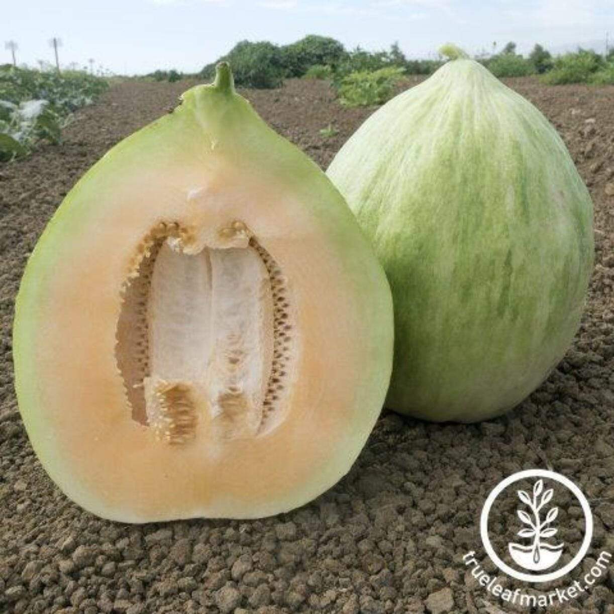 White Crenshaw Melon