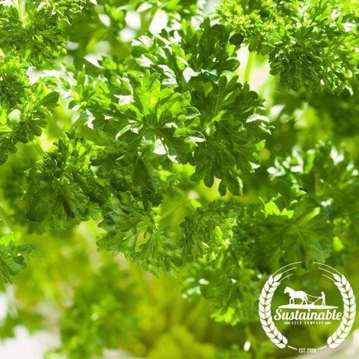 Forest Green Parsley