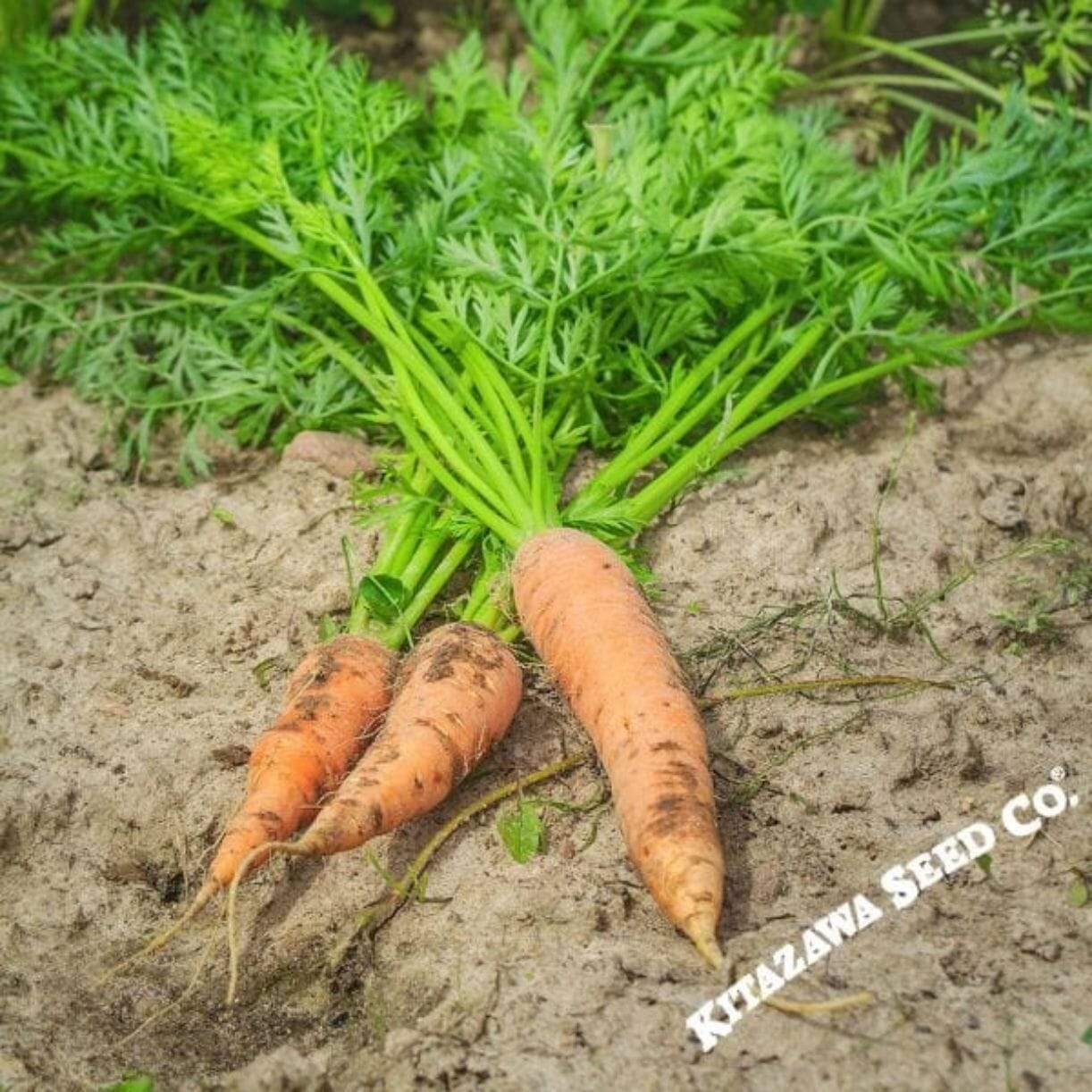 Shin Kuroda 5" Carrot