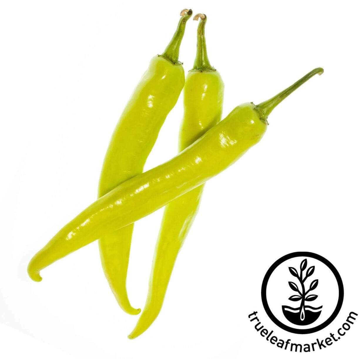 Cayenne Golden Pepper