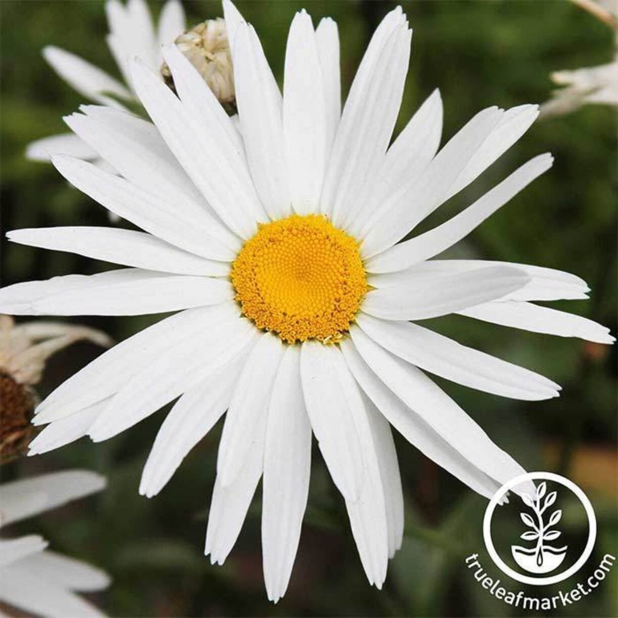 Silver Princess Shasta Daisy