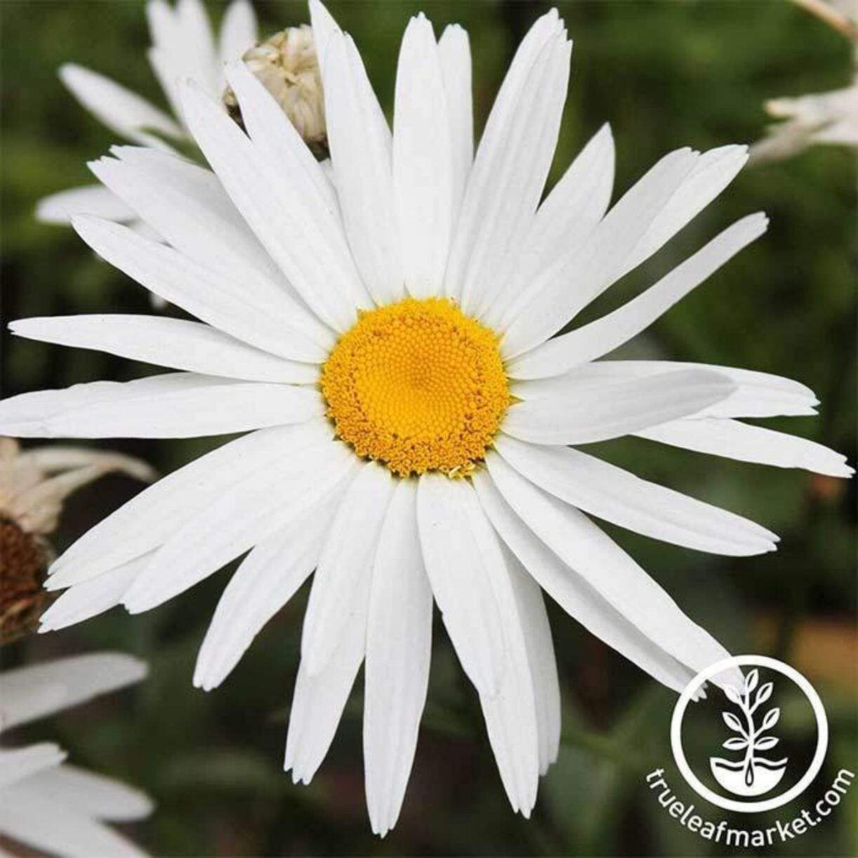 Silver Princess Shasta Daisy