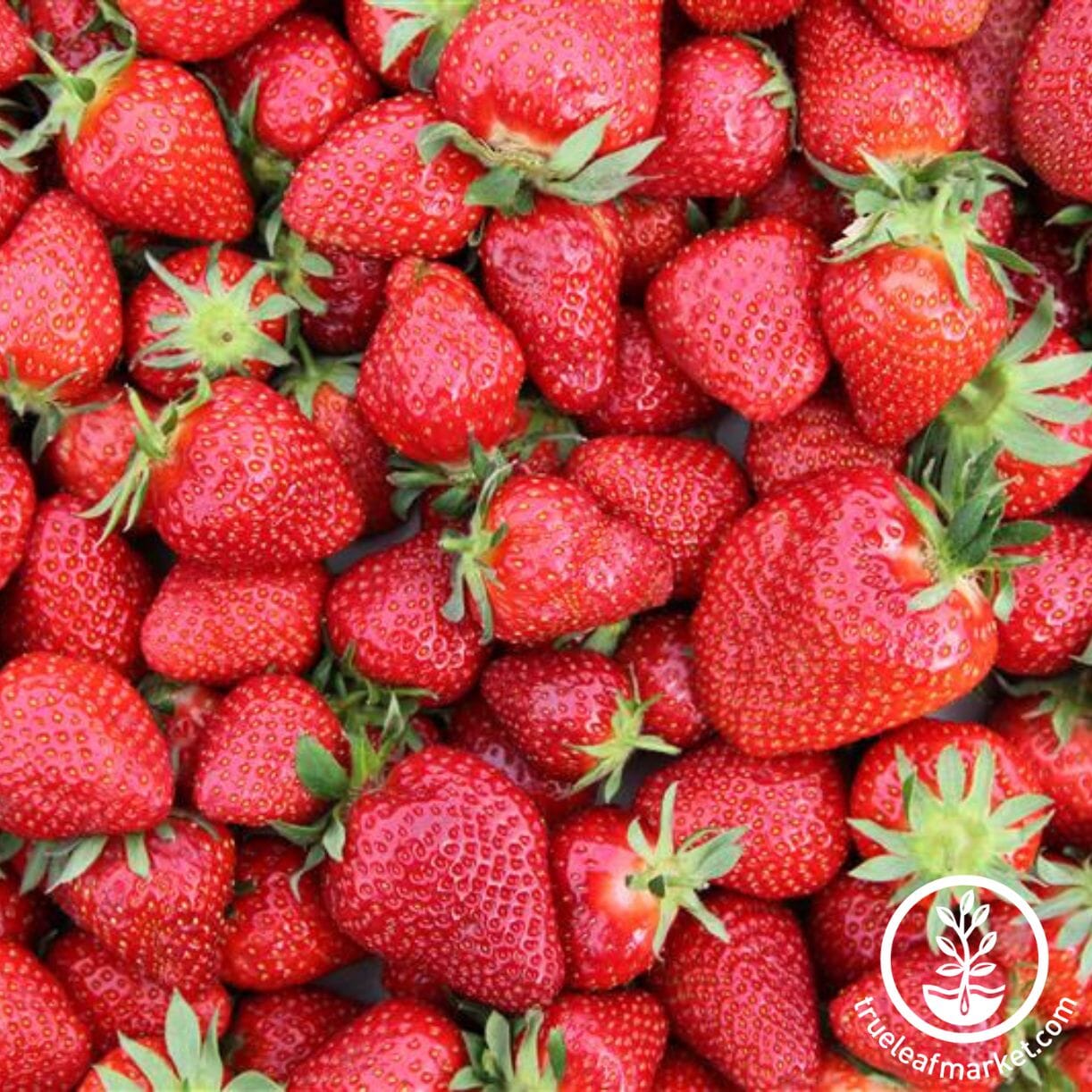 Chandler Strawberry