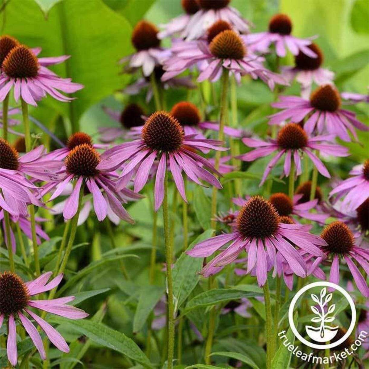 Echinacea Purple Coneflower